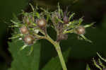 Eastern waterleaf